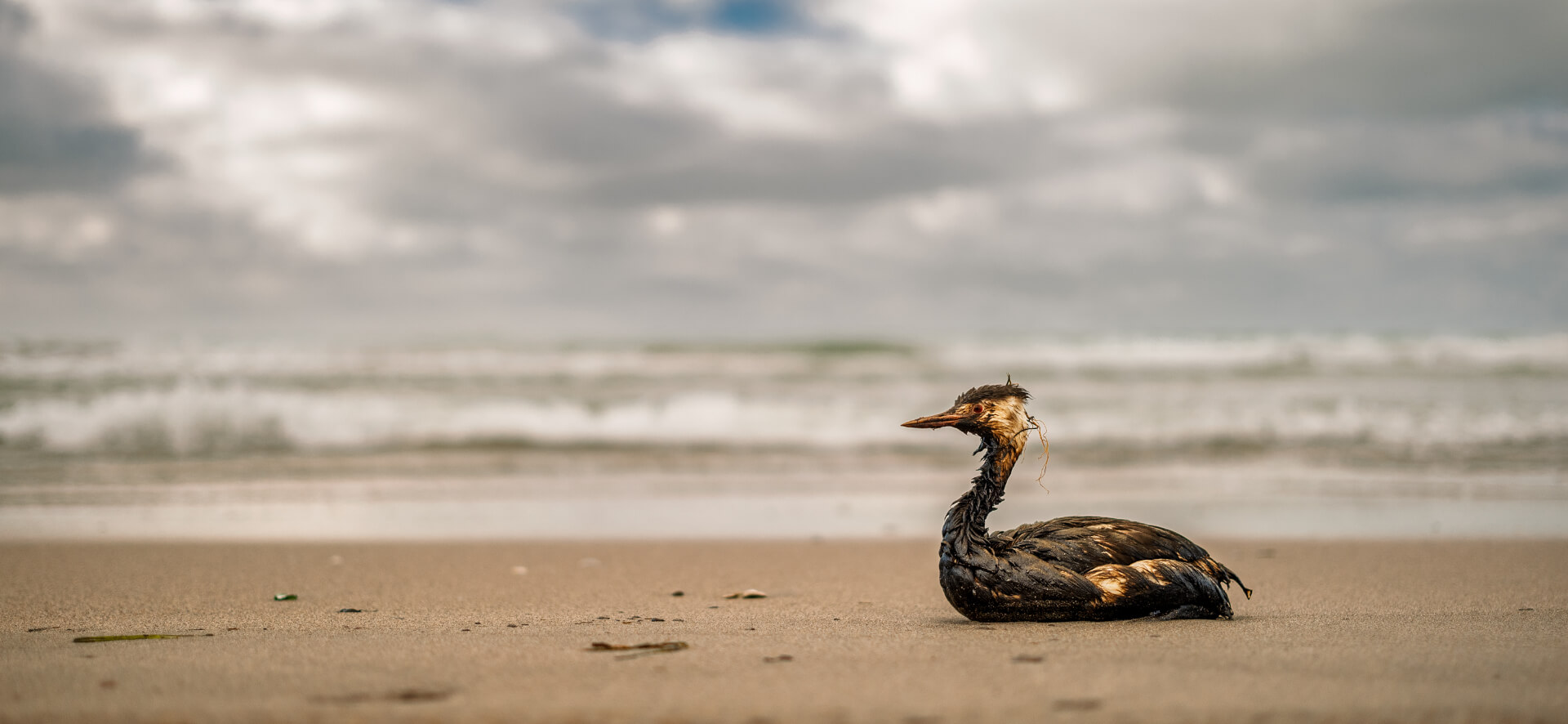 oil-stained bird on the beach
